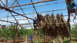 [VIDEO] Thi công nhà mái lá  -  VŨNG TÀU
DT : 10M X 15M
- Làm nhà bằ